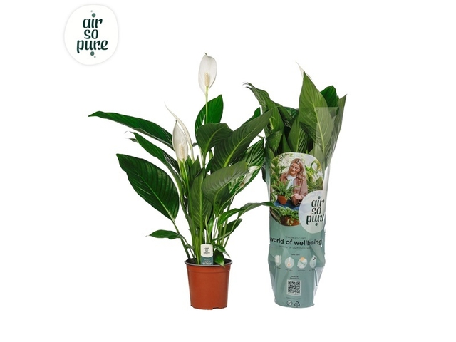 Obrázek produktu Spathiphyllum 'Bingo Cupido' (Toulcovka/Lopatkovec) K17