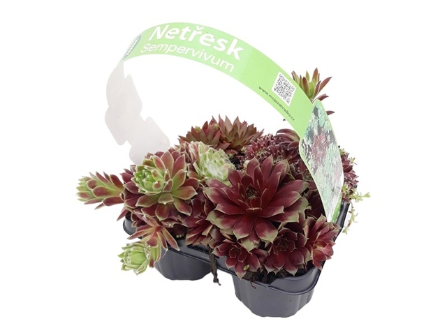 Obrázek produktu Trvalky Sempervivum 4-pack