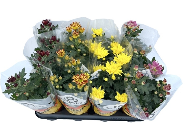 Obrázek produktu Chrysanthemum indicum řízené K9