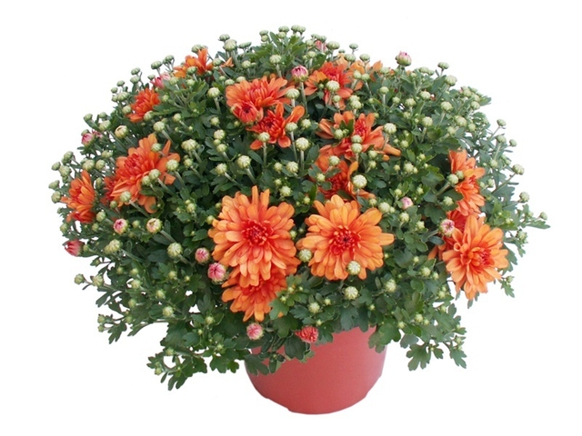 Obrázek produktu Chryzanthéma multiflora K17
