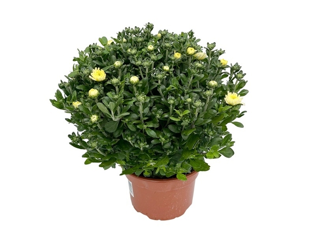 Obrázek produktu Chryzanthéma multiflora K21