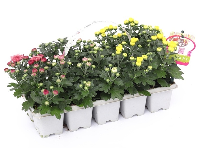 Obrázek produktu Chrysanthemum multiflora 10-pack