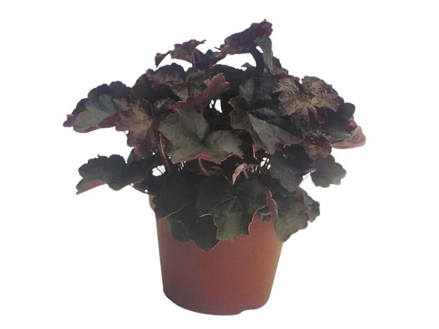 Obrázek produktu Heuchera mix druhů K13