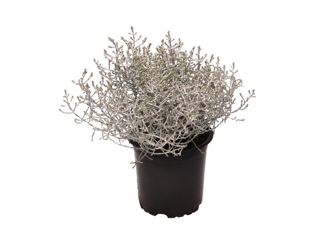 Obrázek produktu Calocephalus K11