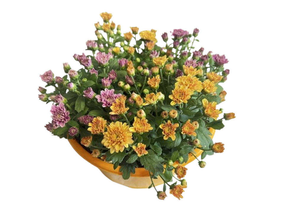 Chrysanthemum multiflora (Chryzantéma) 3-barevná miska K27. EAN: 8595202053005