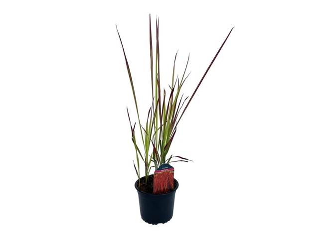 Obrázek produktu Imperata Cylindrica K14