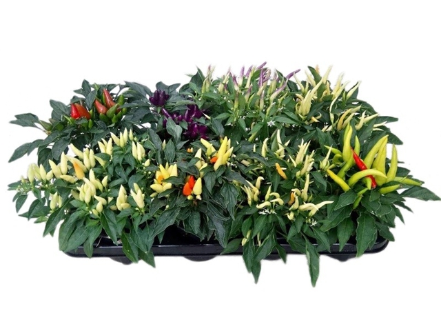 Obrázek produktu Capsicum K11