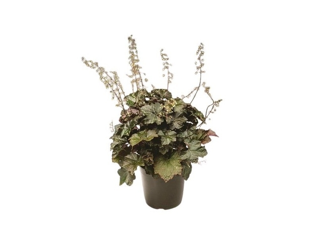 Obrázek produktu Heuchera K17