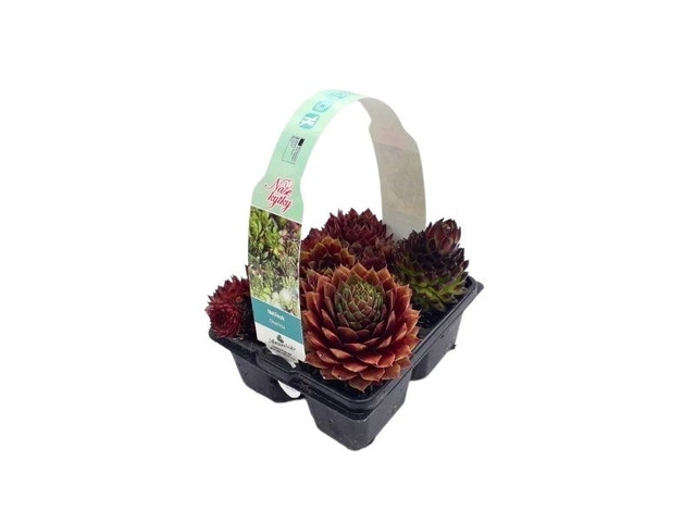 Obrázek produktu Sempervivum mix 4-pack