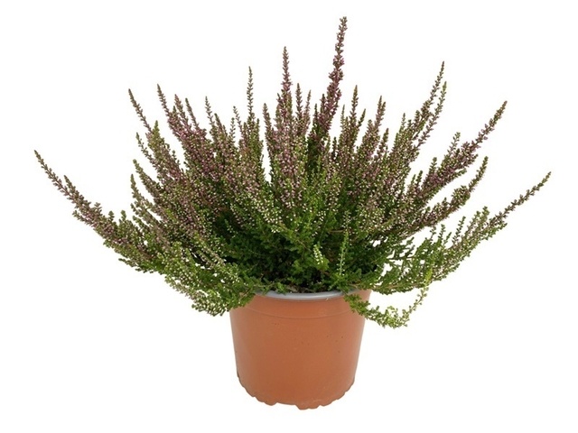 Obrázek produktu Calluna Gardengirls K17