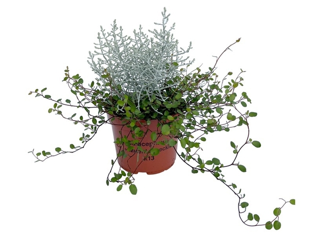 Obrázek produktu Calocephalus+ Muehlenbeckia K13