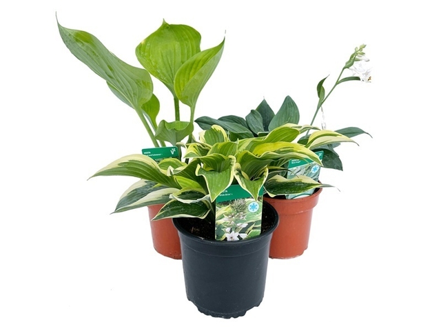 Obrázek produktu Trvalky (Hosta, Heuchera) K17