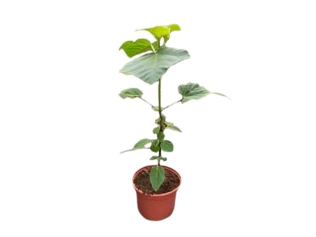 Obrázek produktu Paulownia K19