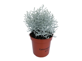 Calocephalus K11