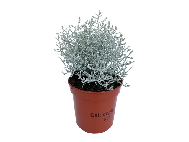 Obrázek produktu Calocephalus K11