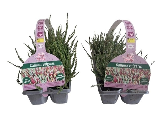 Obrázek produktu Calluna 10 pack