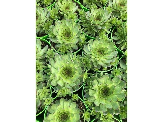 Obrázek produktu Sempervivum BIG K15