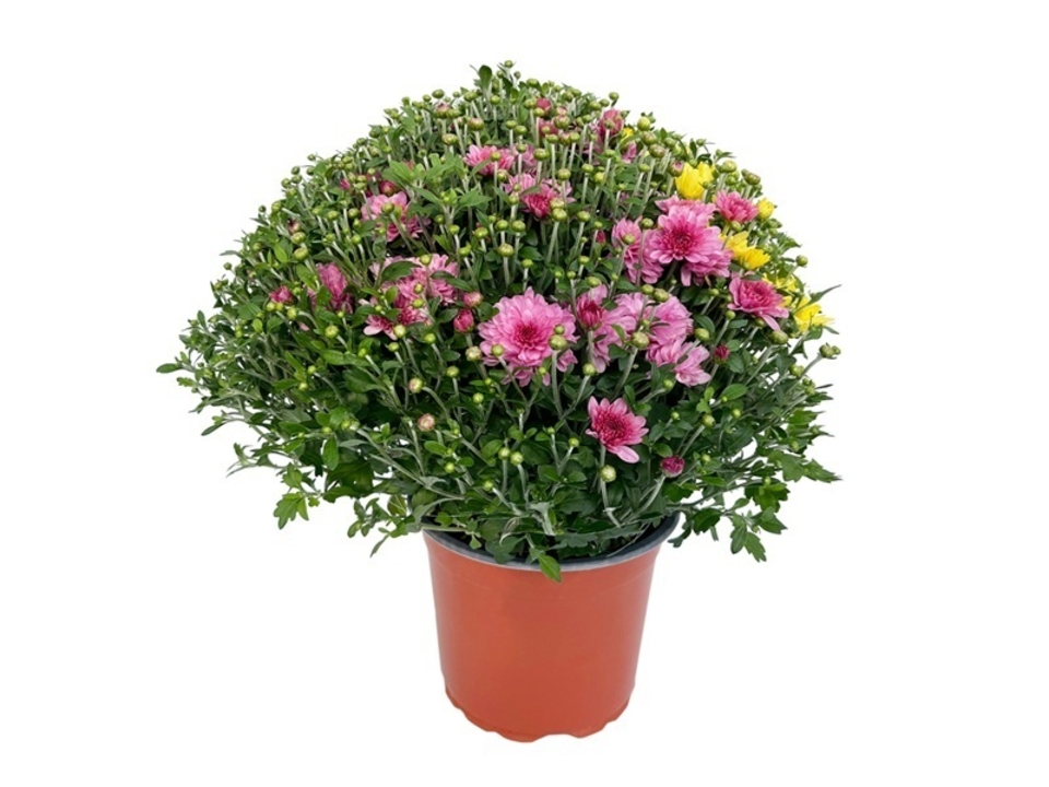 Chrysanthemum multiflora K21. EAN: 8591665310211