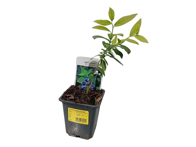 Obrázek produktu Vaccinium corymbosum 'Bluejay', 10+ raná, K 9x9x10cm, Konifery