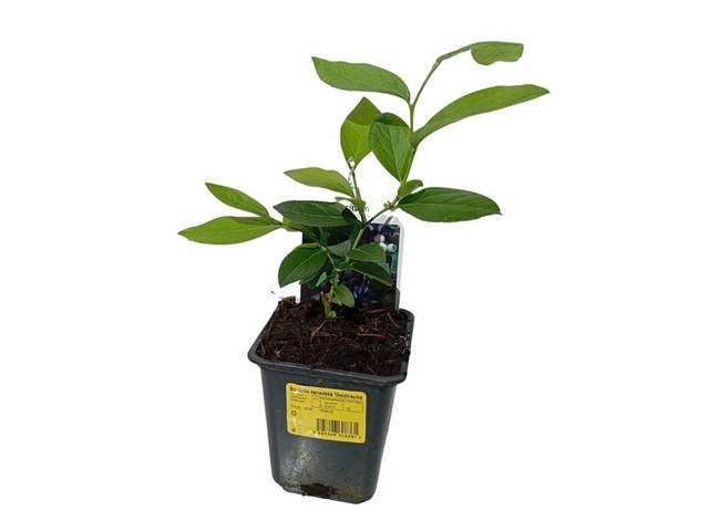 Obrázek produktu Vaccinium corymbosum 'Goldtraube', 10+ raná, K 9x9x10cm, Konifery