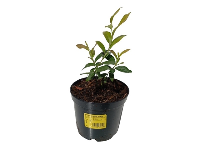 Obrázek produktu Vaccinium corymbosum 'BlueJay' 10+ středně raná (Borůvka) K1l Konifery
