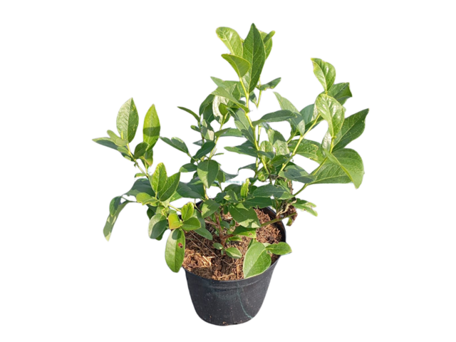 Obrázek produktu Vaccinium corymbosum 'Hortblue Petite' 10+ stř. raná balkon. (Borůvka) K1l, Kon.