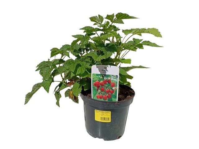 Obrázek produktu Rubus idaeus jednoplodící 'Autumn First' 15+ (Maliník) K2l Konifery