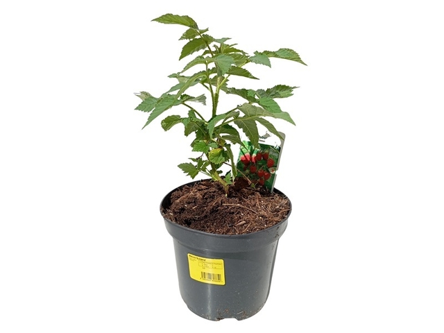 Obrázek produktu Rubus idaeus stáleplodící 'Bohéme' 15+ (Maliník) K2l Konifery
