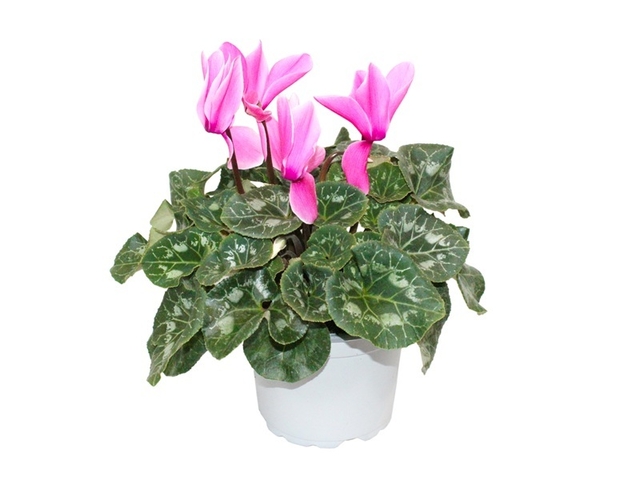 Obrázek produktu Cyclamen K17