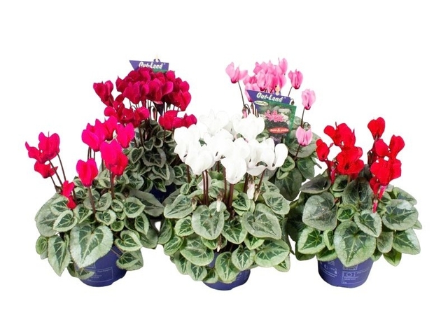 Obrázek produktu Cyclamen Out Land Picasso K11