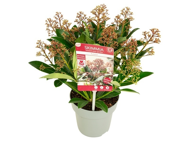 Obrázek produktu Skimmia japonica Rubella K15