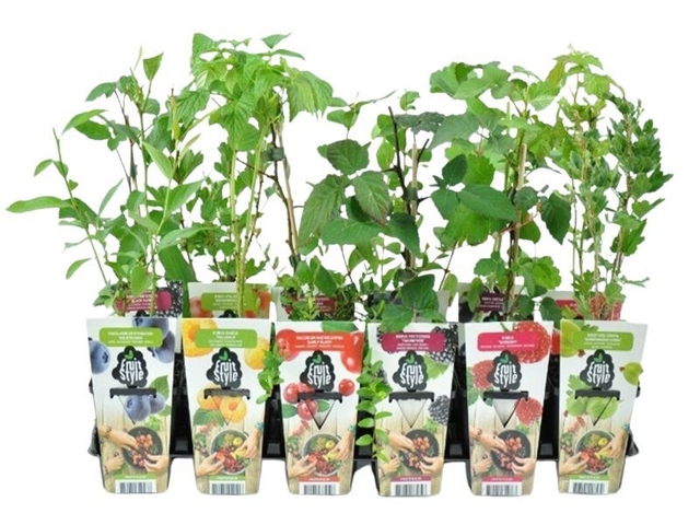 Obrázek produktu Keř ovocný mix K9