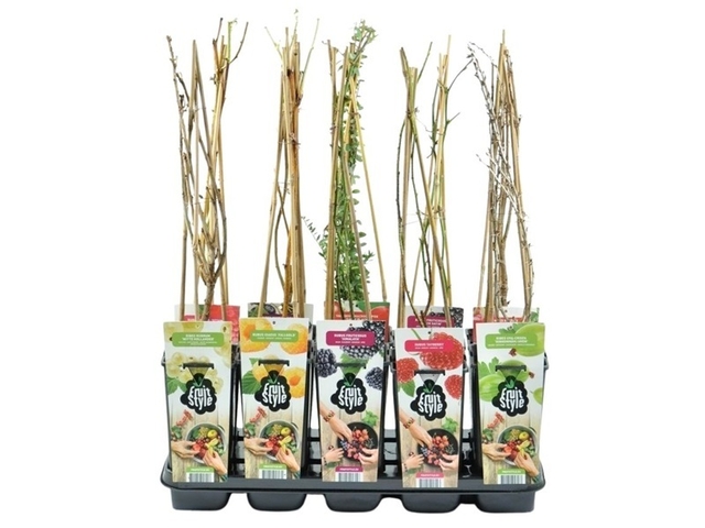 Obrázek produktu Keř ovocný mix K2l