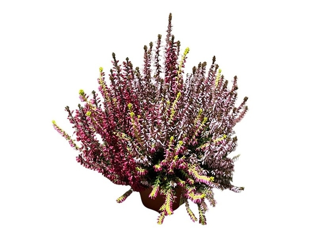 Obrázek produktu Calluna vulgaris 'Harlekin' (Vřes) trio K10,5