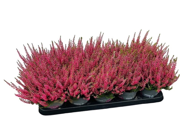 Obrázek produktu Calluna vulgaris 'Garden Girls' (Vřes) K11