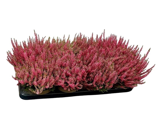 Obrázek produktu Calluna vulgaris 'Garden Girls' (Vřes) K12