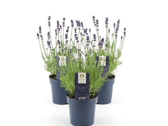 Obrázek produktu Lavandula ang. Felice K10,5