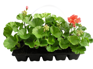 Pelargonium zonale 10-pack, vzpřímené