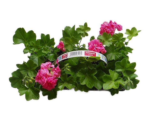 Obrázek produktu Pelargonium peltatum plnokvěté 10-pack, převislé