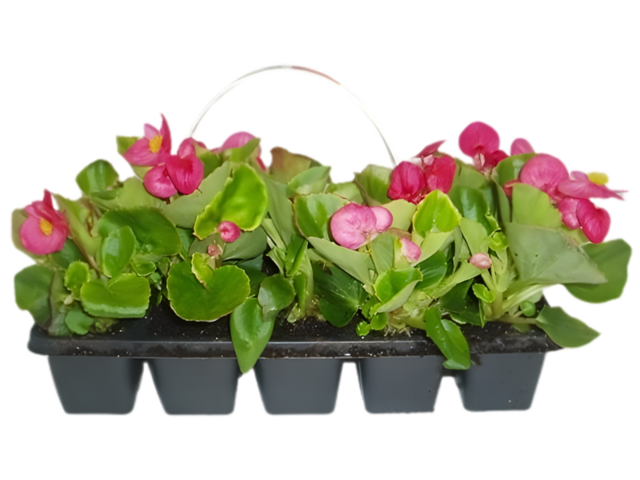 Obrázek produktu Begonia semperflorens 10-pack, vzpřímené