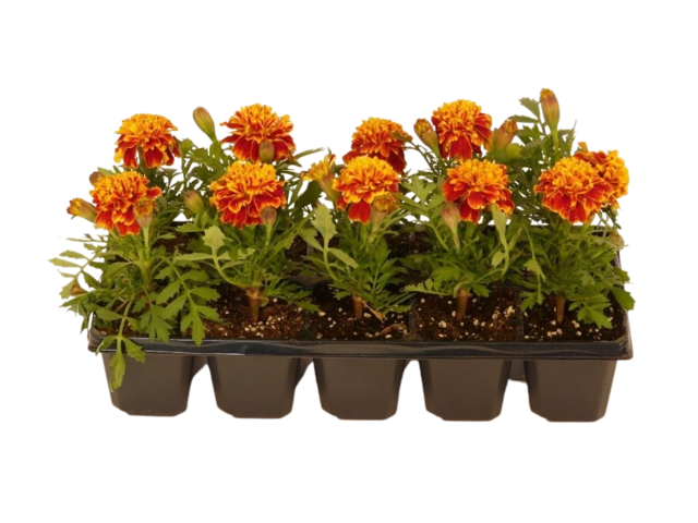 Obrázek produktu Tagetes patula 10-pack, vzpřímený, jednoduchý květ