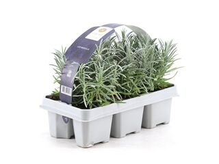 Lavandula angustifolia 6-pack
