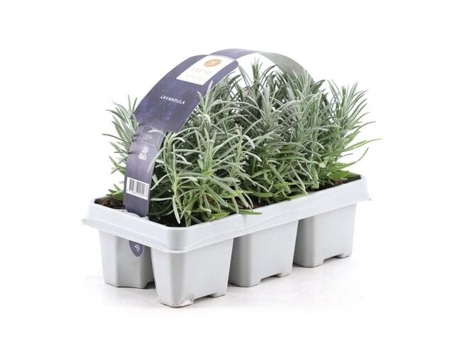 Obrázek produktu Lavandula angustifolia 6-pack
