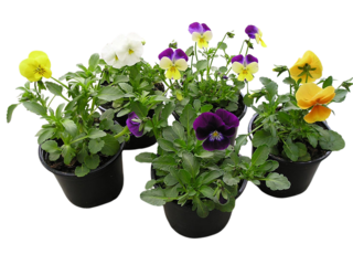 Viola cornuta, drobnokvětá K9