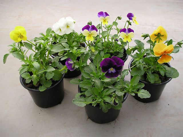 Obrázek produktu Viola cornuta, drobnokvětá K9
