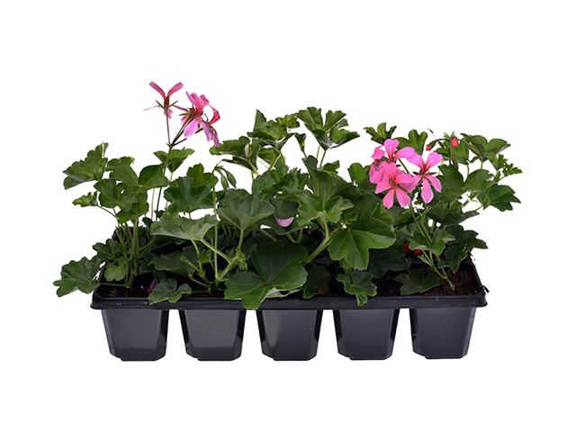 Obrázek produktu Pelargonium peltatum jednoduché 10-pack, převislé