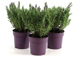 Lavandula Stoechas An. K10,5