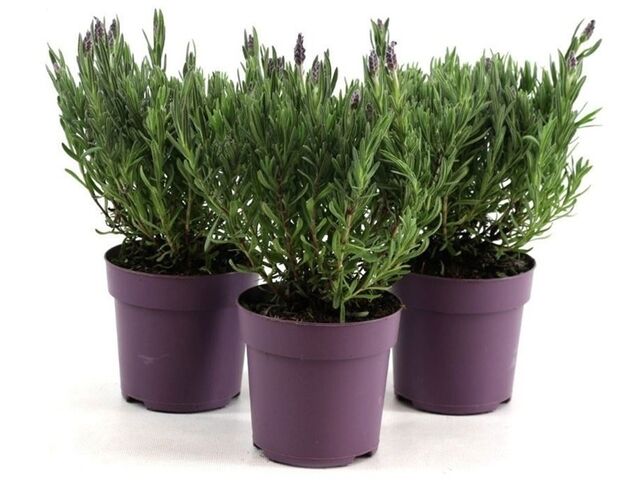 Obrázek produktu Lavandula Stoechas An. K10,5