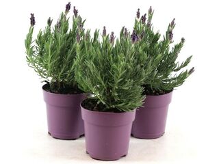 Lavandula Stoechas Anouk K12