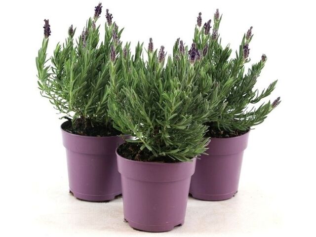 Obrázek produktu Lavandula Stoechas Anouk K12